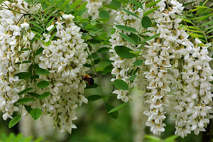 LM230_15a